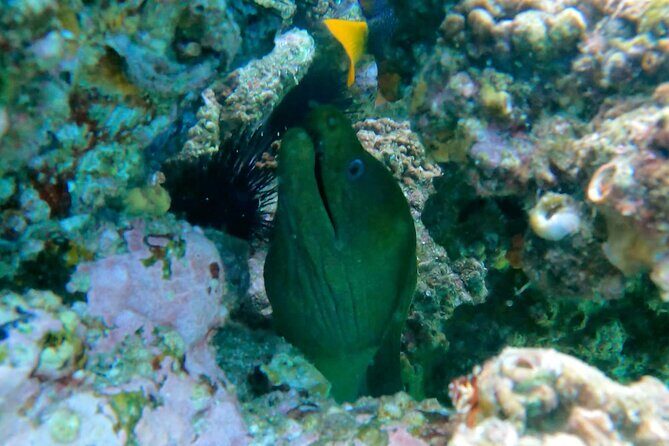 Snorkeling On Chilean Beach Transportation And Drinks Included - The Itinerary: What to Expect and Why It Matters