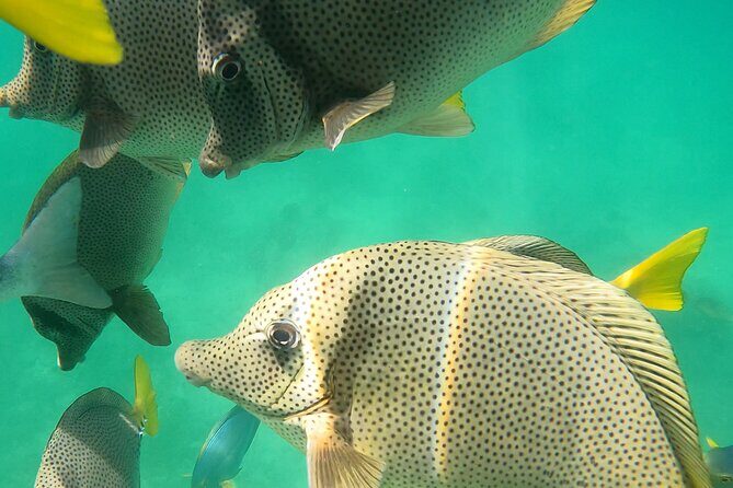 Snorkeling On Chilean Beach Transportation And Drinks Included - Who Should Consider This Tour?