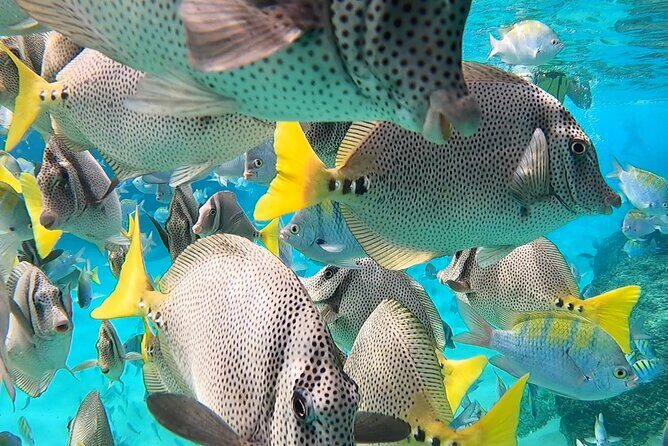 Snorkeling On Chilean Beach Transportation And Drinks Included - The Sum Up: The Bottom Line