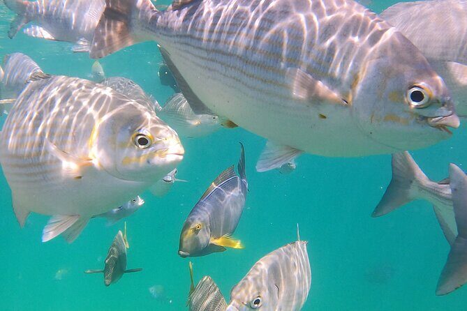 Snorkeling On Chilean Beach Transportation And Drinks Included - FAQ