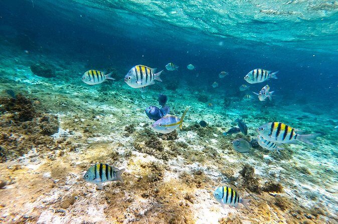 Snorkeling Private Tour in San Juan - Who Will Love This Experience?
