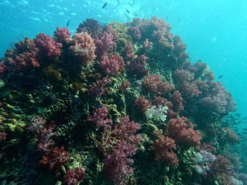 Snorkeling Program 1 Private Boat Lunch Included - Itinerary and Highlights