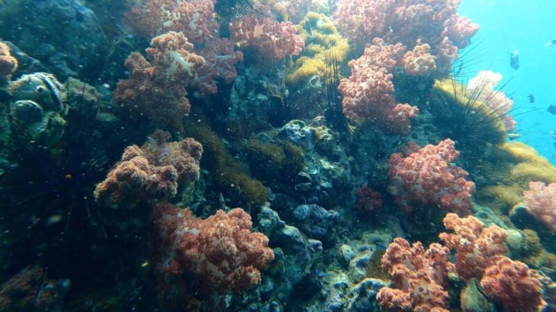 Snorkeling Program 1 Private Boat Lunch Included - Customer Feedback
