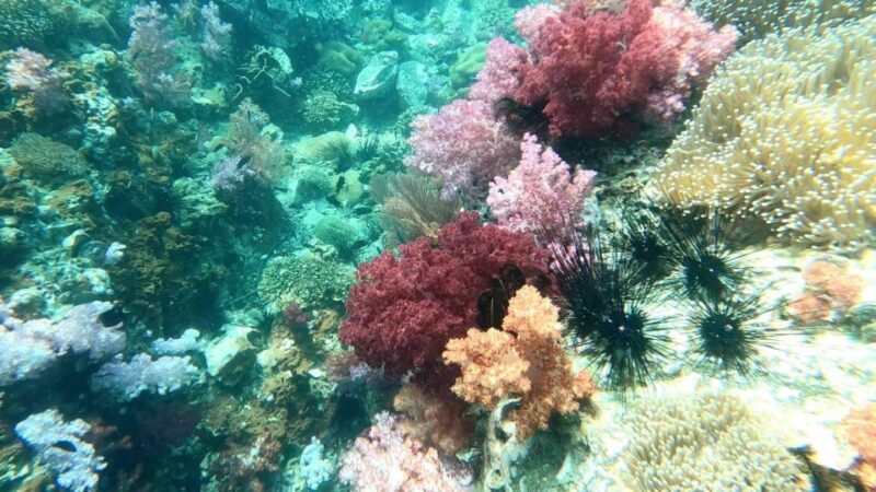 Snorkeling Program 1 Private Boat Lunch Included - Booking and Cancellation Policy