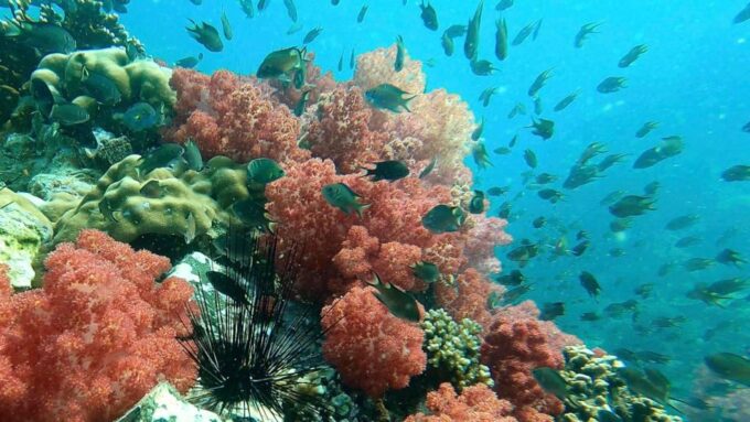 Snorkeling Program 1 Private Boat Lunch Included - Snorkeling Destinations