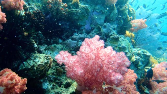Snorkeling Program 1 Private Boat Lunch Included - Departure and Return Details