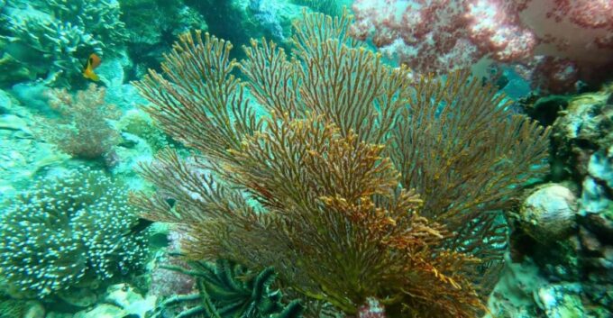 Snorkeling Program 1 Private Boat Lunch Included - Convenience and Flexibility