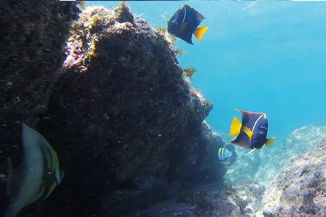 Snorkeling San Carlos With a Marine Biologist - Meeting and Pickup Details