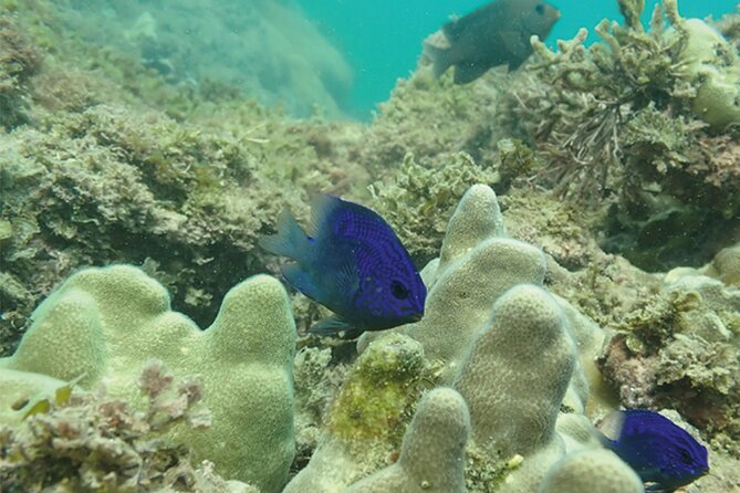 Snorkeling San Carlos With a Marine Biologist - Cancellation and Flexibility Policy