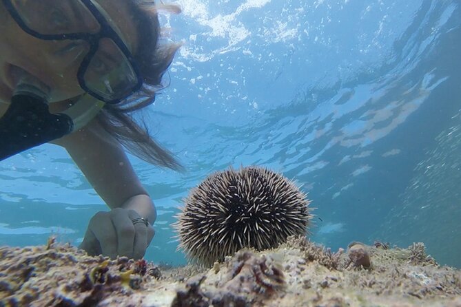 Snorkeling San Carlos With a Marine Biologist - Frequently Asked Questions