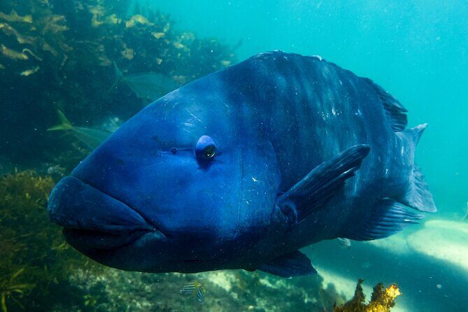 Snorkeling To Discover Sydney's Underwater Wonders - Why This Tour Offers Real Value