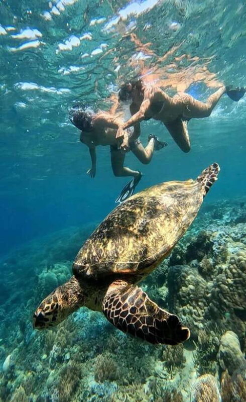 Snorkeling to Gili Nanggu, Tangkong, Sudak and Kedis - Underwater Encounters and Marine Scenery