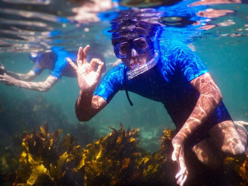 Snorkeling Tour: Discover Sydneys impressive sea life - An Underwater Window in Sydney’s Coastal Charm