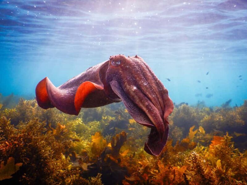 Snorkeling Tour: Discover Sydneys impressive sea life - What the Gear and Photos Mean for You