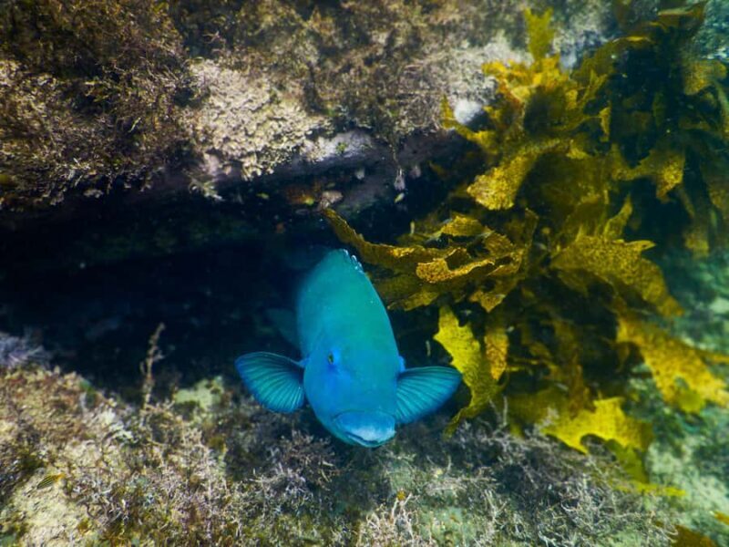 Snorkeling Tour: Discover Sydneys impressive sea life - Frequently Asked Questions