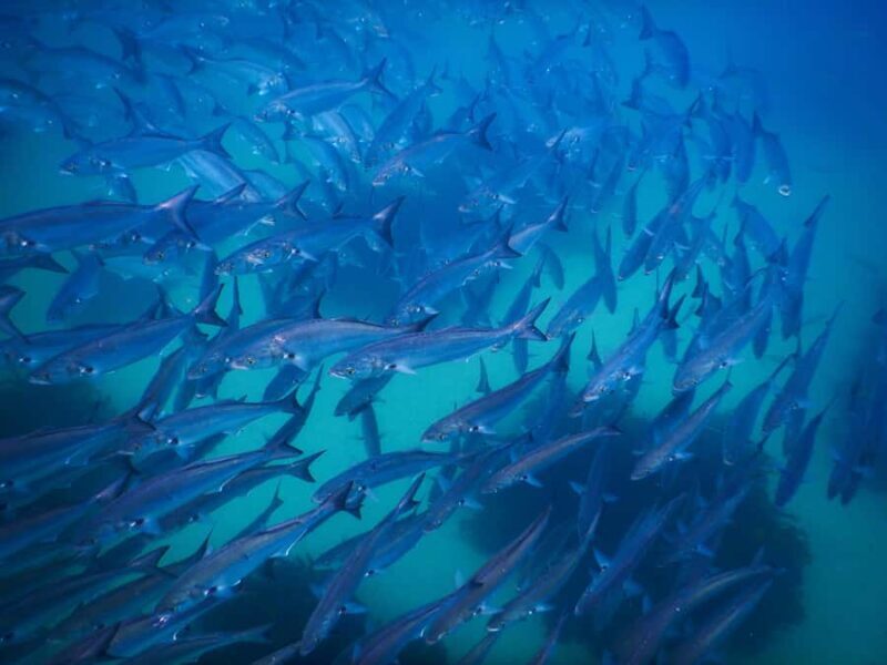 Snorkeling Tour: Discover Sydneys impressive sea life - Summary