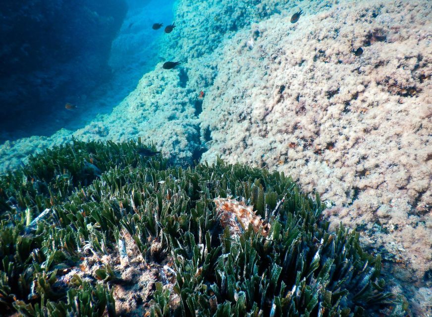 Snorkeling Tour in Levanto: Discover the Wonders of the Sea! - Detailed Itinerary