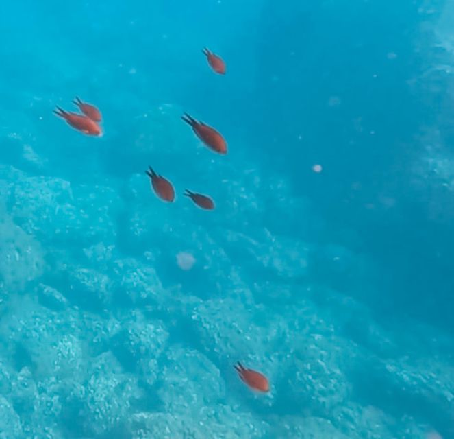 Snorkeling Tour in Levanto: Discover the Wonders of the Sea! - Additional Tips