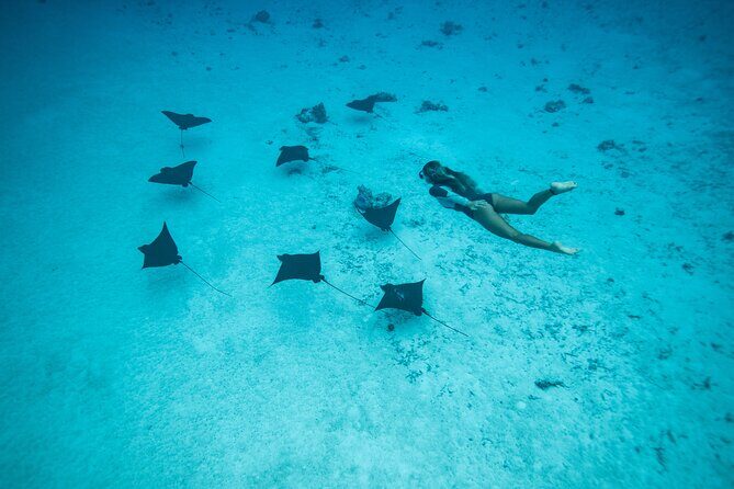 Snorkeling Tour in Moorea Aquatic Adventure Half Day - FAQs