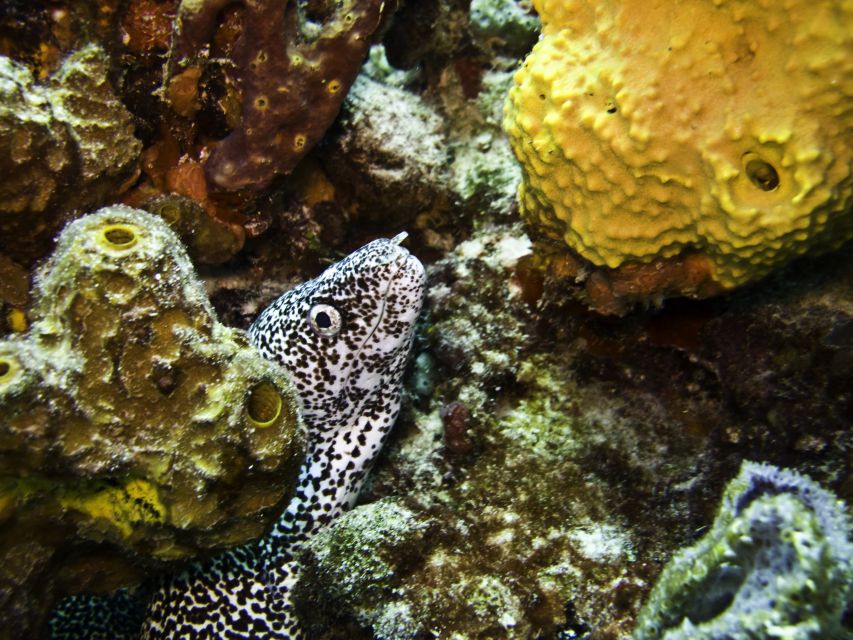 Snorkeling Tour Plus Isla Mujeres Private Tour - Key Points