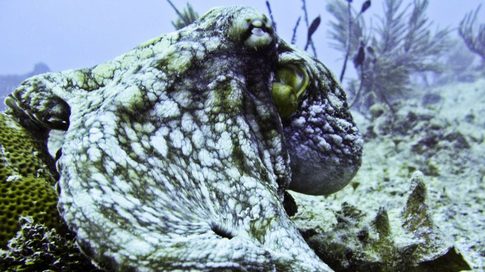 Snorkeling Tour Plus Isla Mujeres Private Tour - Snorkeling Activities