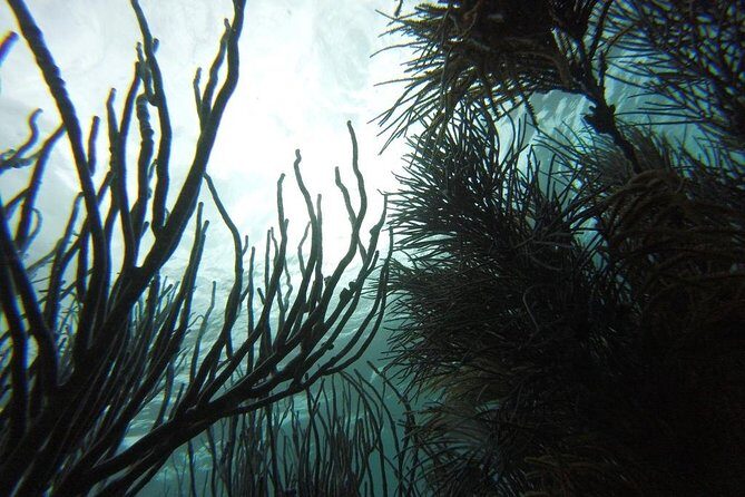 Snorkeling Tour (with Light Refreshments) - The Practical Side: Pricing and Value