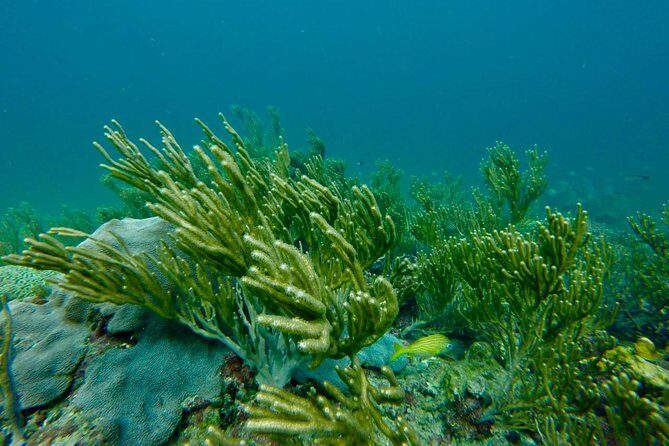 Snorkeling Tour (with Light Refreshments) - FAQ