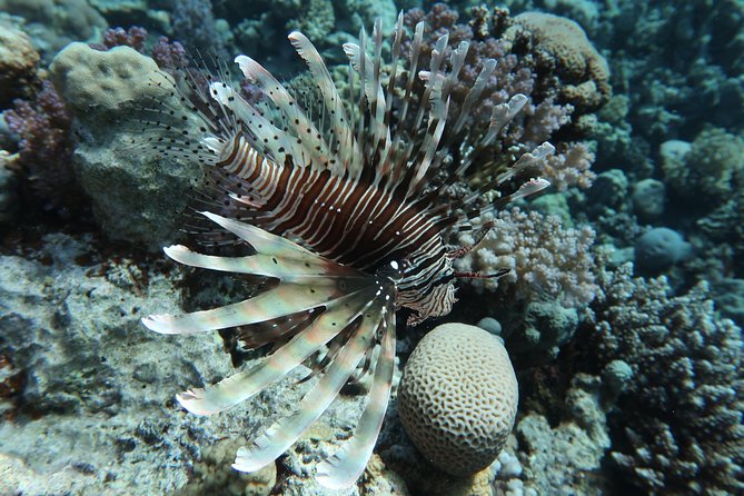 Snorkeling Trip in Red Sea - Exploring the Underwater Wonders