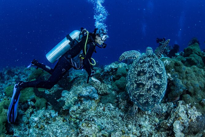Snorkeling Trip to Menjangan Island - Participation Guidelines