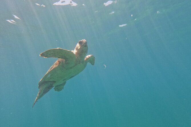 snorkeling ,Turtle Watching in Cyprus - FAQ