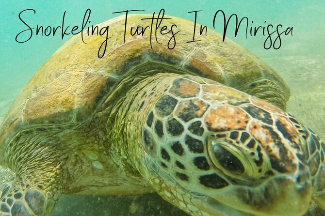 Snorkeling Turtles in Mirissa - Exceptional Customer Reviews