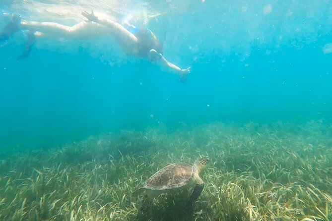Snorkeling W/ Manatees & Turtles in San Juan! (Free Rum) - Life Jacket Size Limitations