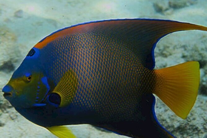 Snorkeling Water Private Activity In Montego Bay Jamaica - Frequently Asked Questions