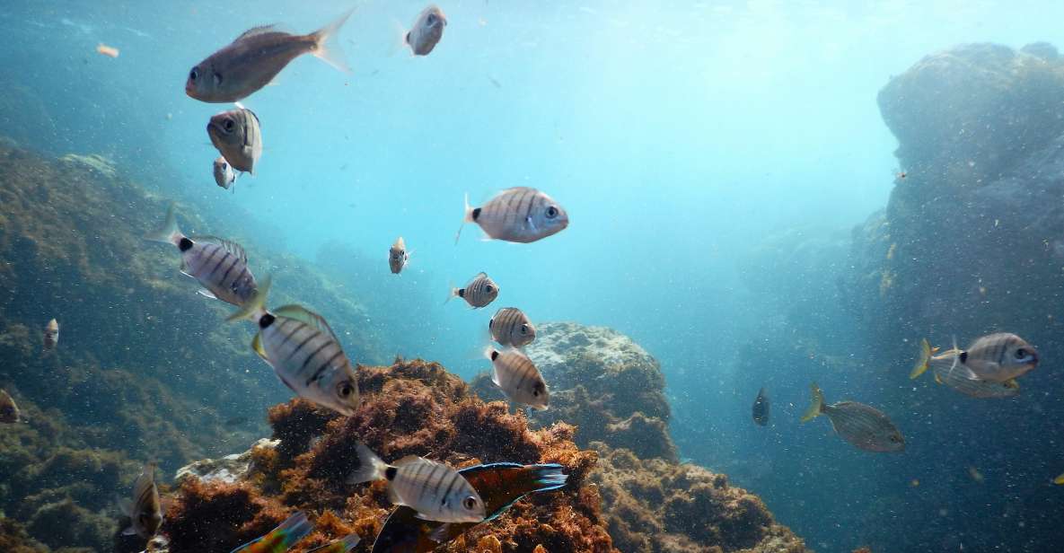 Snorkeling Wildlife in Terceira Island - Key Points