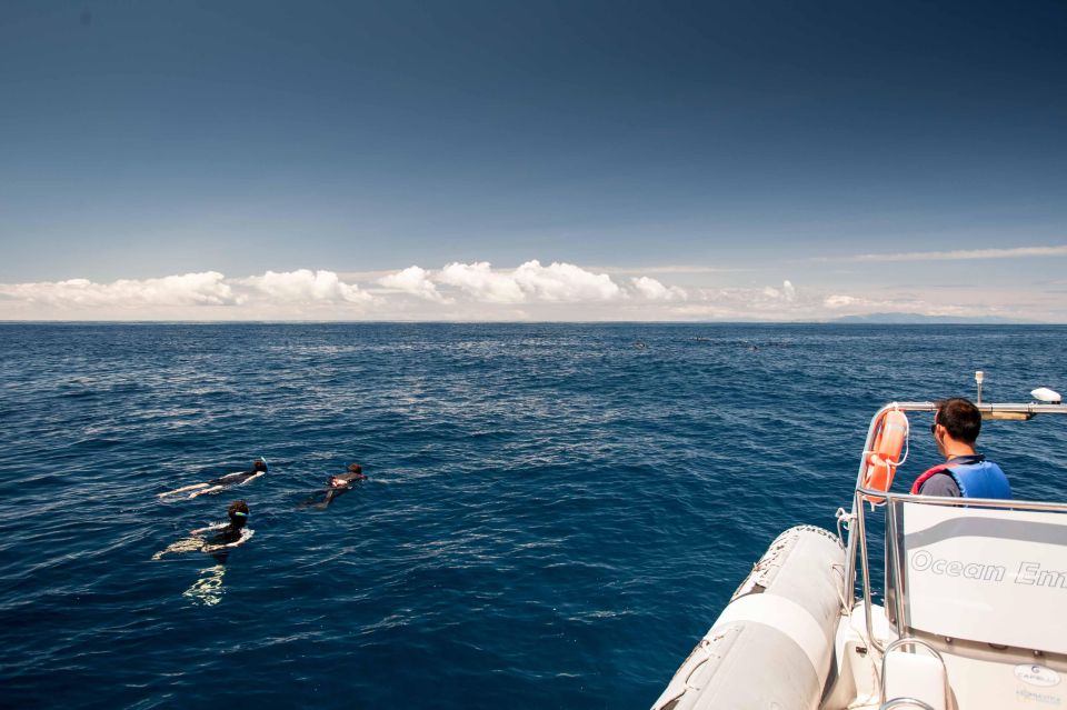 Snorkeling Wildlife in Terceira Island - Pricing and Reservations