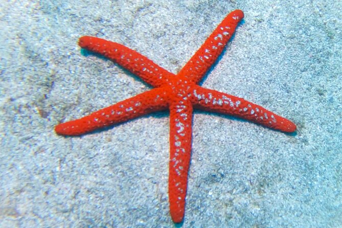 Snorkeling With a Professional Instructor in Tenerife - Activity Schedule and Availability