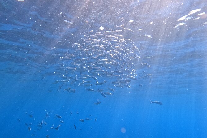 Snorkeling With a Professional Instructor in Tenerife - Fitness and Health Considerations