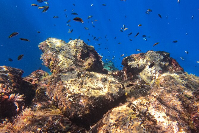 Snorkeling With a Professional Instructor in Tenerife - Participant Reviews
