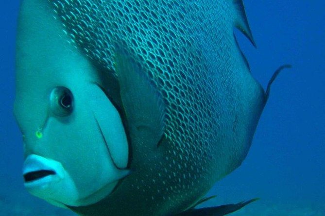 Snorkeling With Caribbean Fish and Private Cenote Exploration - Tour Requirements and Recommendations