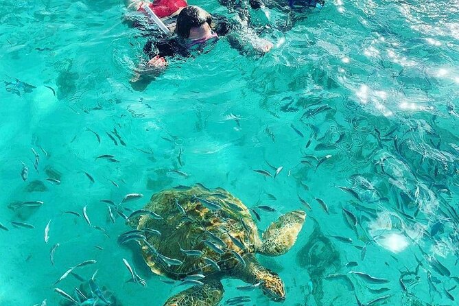 Snorkeling With Giant Turtles, the Red Church, Pamplemousses Garden & Port Louis - Transportation and Logistics