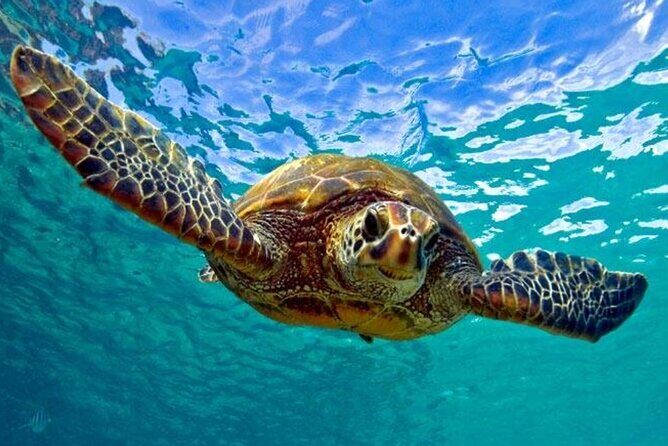 Snorkeling with Sea Turtles at St. Thomas - Key Points