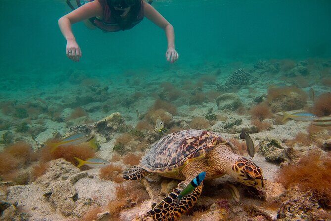 Snorkeling with Sea Turtles at St. Thomas - The Itinerary: What to Expect