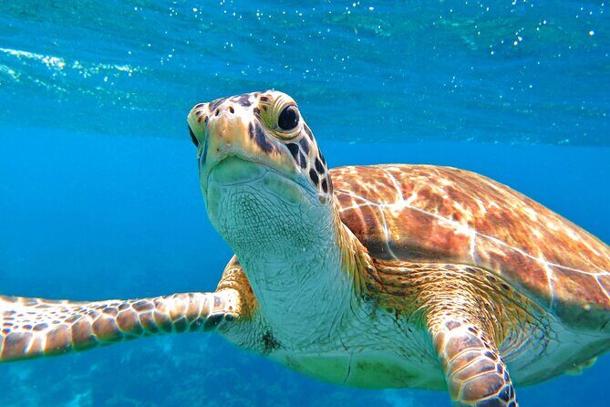 Snorkeling with Sea Turtles at St. Thomas - Detailed Breakdown of the Tour