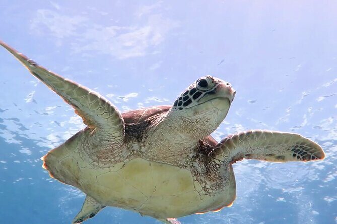 Snorkeling with Sea Turtles at St. Thomas - The Sum Up