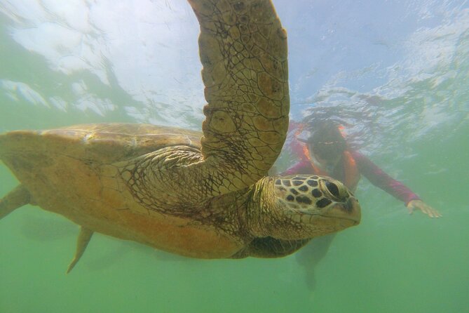 Snorkeling With Sea Turtles in Mirissa (Pickup and Drop Included) - Turtle Snorkeling Adventure