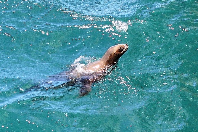 Snorkeling With Seals and Cape Peninsula Full-Day Private Tour - Nearby Attractions