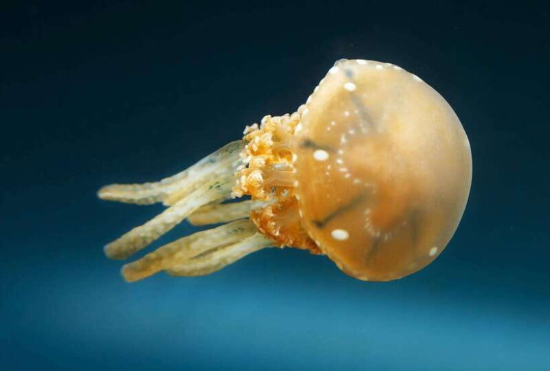 Snorkeling with Stingless Jelly Fish, Indonesia Banggai - Why This Tour Is Worth Considering