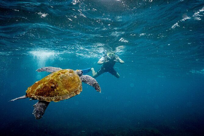 Snorkeling with Turtles Cook Island Marine Reserve - Key Points