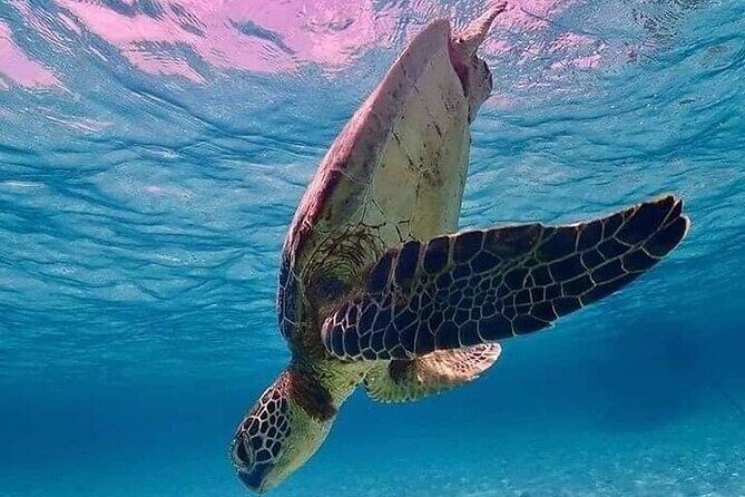 Snorkeling with Turtles Visit Mayan Ruins in Tulum from Cancun - Key Points