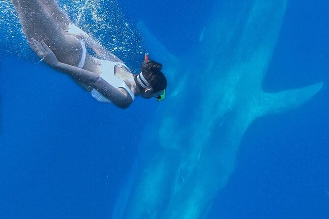 Snorkeling With Whales in Mirissa - Whats Included